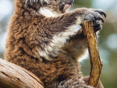 Saving Koalas Funds