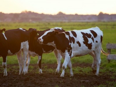 Help Feed the Animals During Lockdown