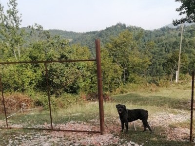 for cane