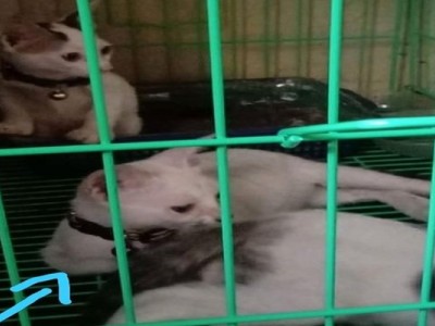 help me to buy food for my kitten cat