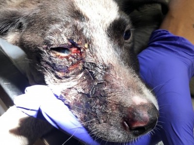 DOG CAUGHT FIRE
