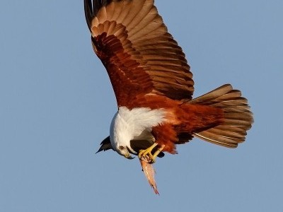 Brahminy kite, food and rescue