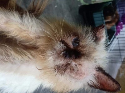 poor cat need donation