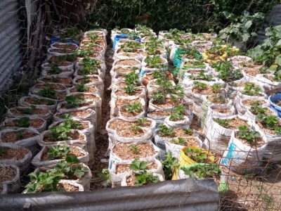 Small scale strawberry farming