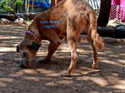 Save Animals Uganda