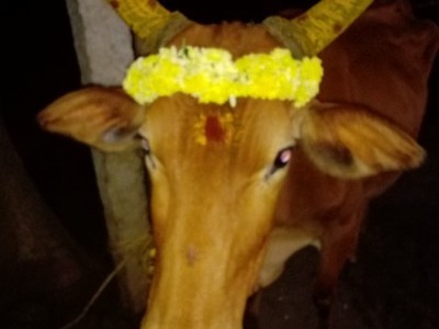 Creating shelter for abandoned&wounded cattle