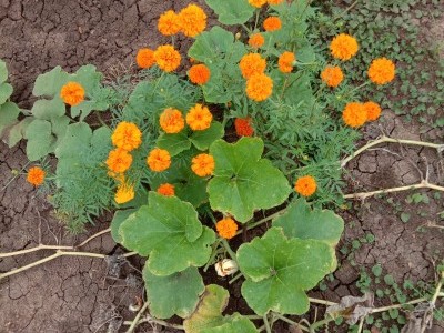 Required funds for organic farm