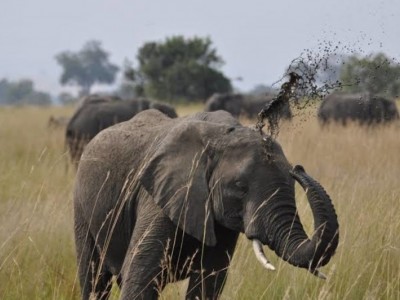Ruaha National Park