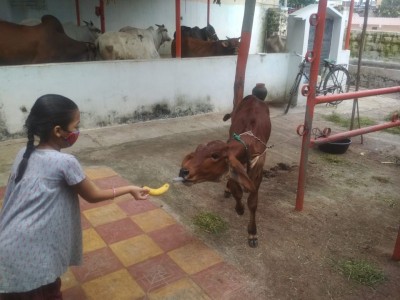 Feed the animals