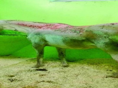 Help for horse Nora