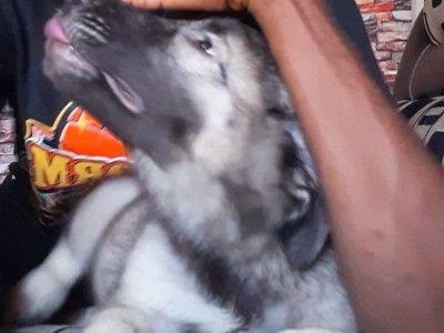 A new puppy for my kid sister