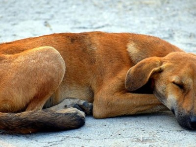 Homless animals