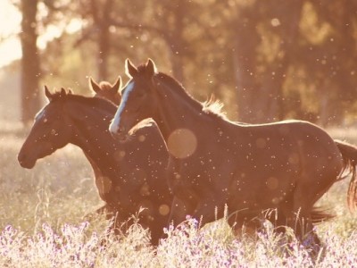 Urgent Appeal For Horses Funds