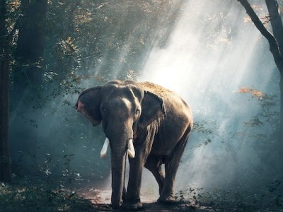 Appeal For Wildlife