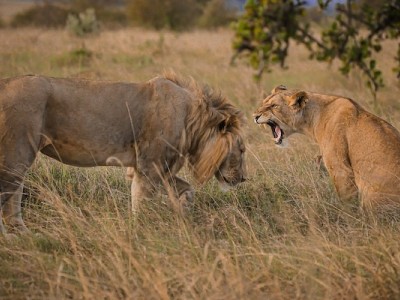 Wildlife Relief Fund