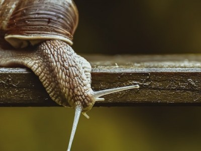 Support Wildlife Emergency Funds