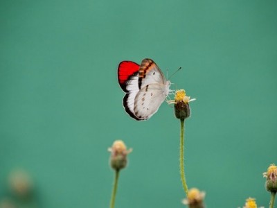 Butterfly Farm Urgent Funds