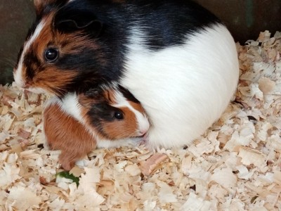 Kindness and care for animals