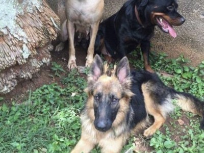 Vaccinate, feed &build the stray dogs a home.