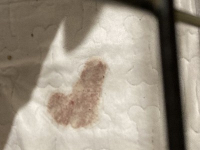 Vet Bill help
