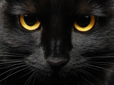 The cat holloween