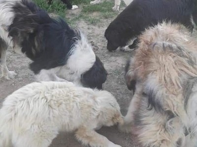 Feed abandoned dogs