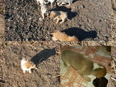 Feed the motherless puppies