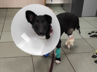 For Bella's recovery after car accident