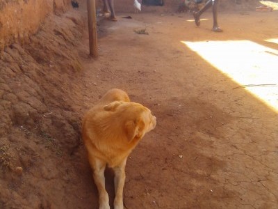 RESCUING PEOPLE FROM DOG RABIES