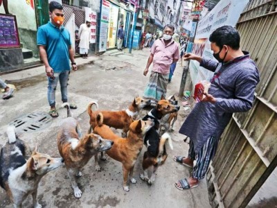 Food for animals