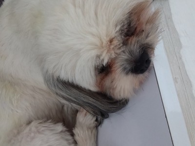 Help my dog Oh-girl