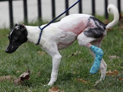 Puppy hit by a car