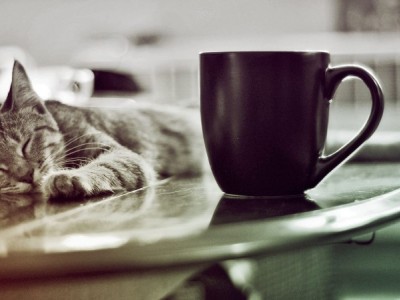 Meaw meaw coffee