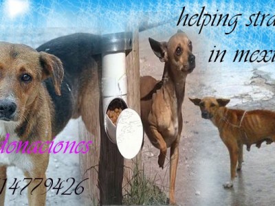 Helping stray dogs in mexico