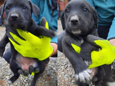 Help little ones get their surgery