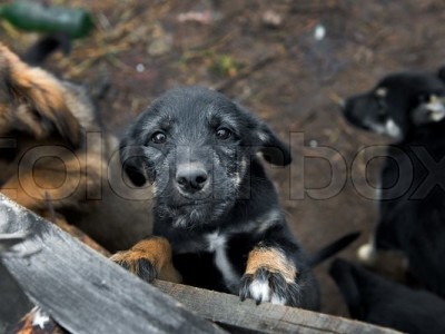 Help to make home for homeless dogs