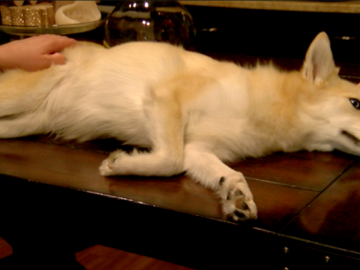 Raising money for pet treatment