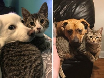 animals need helps