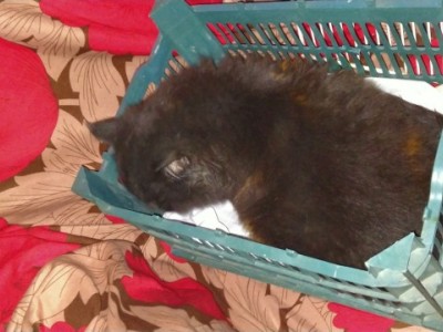 help my kitty its very ill