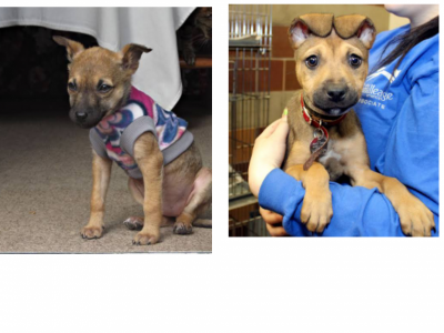 Lets rescue puppy