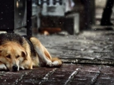 help animals find a better life