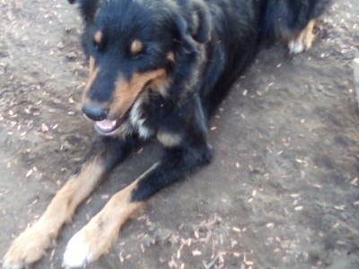 Comida para animales en adopción