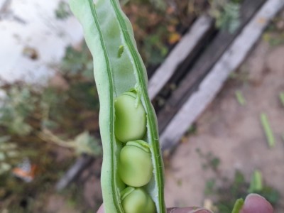 Cultivation of beans to feed the poor