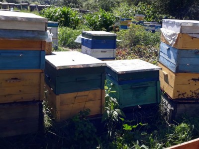 Help save the bees