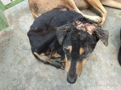 Help Korvy with head infection