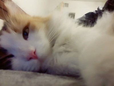 Help us feed cats and other animals