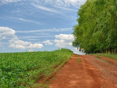 Crops Farming Business