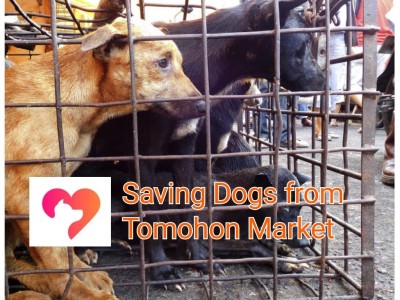 Saving Dogs from Tomohon Market
