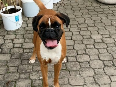 Help Toby beat the cancer and live again