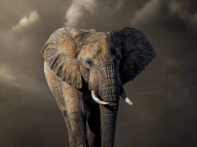 That is a beautiful Elephant